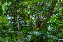 Load image into Gallery viewer, Yoga Adventure Retreat Honduras